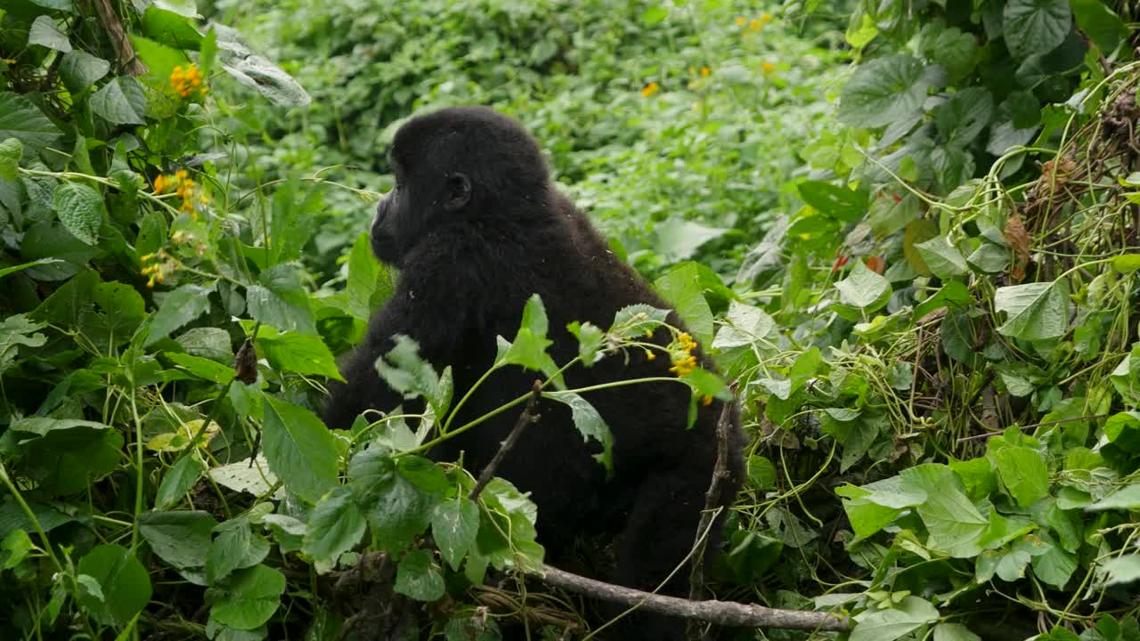 这是一只濒临灭绝的年轻山地大猩猩的近距离4K万向镜头，生活在非洲乌干达布温迪密林国家公园的自然丛林栖息地中。视频素材