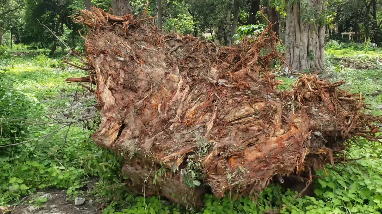 砍死的榕树的树桩与根在绿色的田野。绿树成荫，绿树成荫视频素材