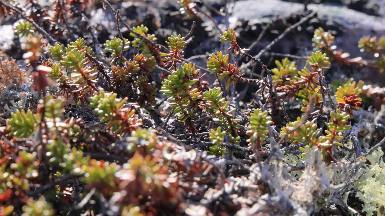 北极苔原地衣苔藓特写。主要发现在北极苔原，高山苔原地区，它是非常耐寒的。毛地衣，又称驯鹿杯地衣。视频素材