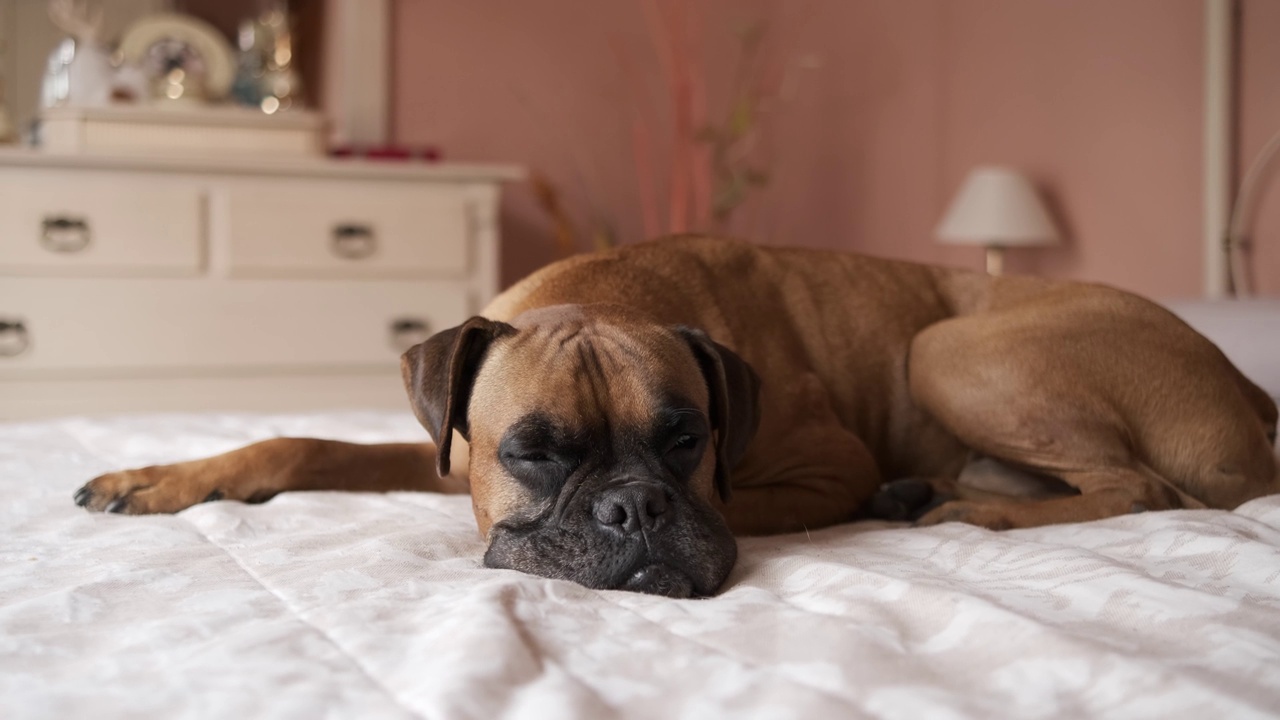 可爱的拳师犬躺在卧室舒适的床上视频素材