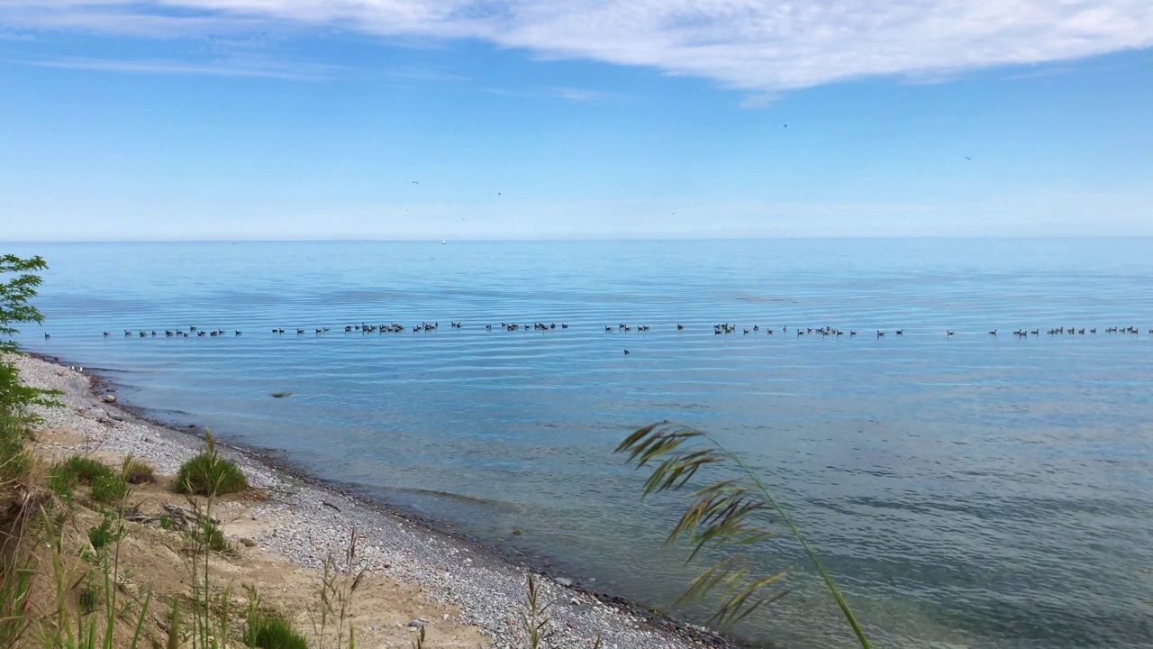 鸭子漂浮在平静清澈的蓝色淡水附近的岩石海滩海岸线与植被视频素材