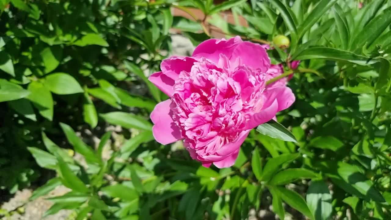 在一个阳光明媚的夏日，花园里盛开着牡丹花视频素材