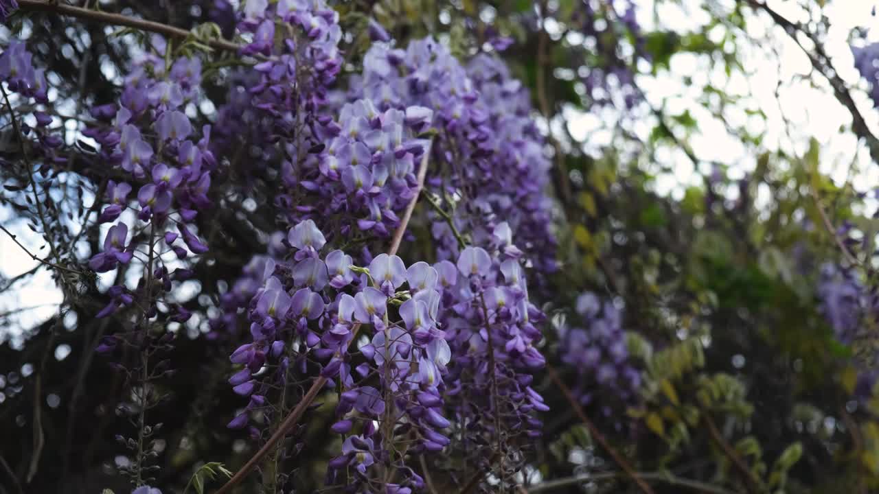 紫藤(特写)在春天的花园里盛开视频素材