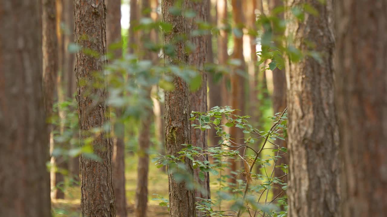 茂密的绿色森林中的树干——平移镜头视频素材