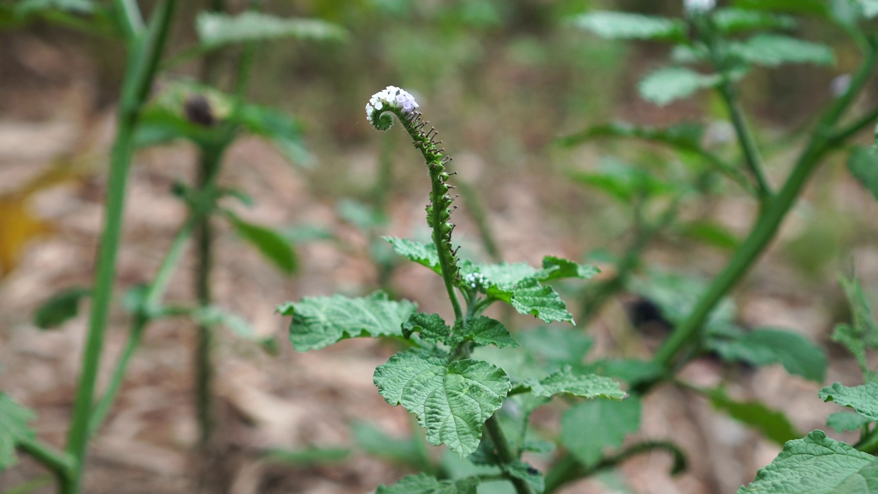 Heliotropium indicum视频素材