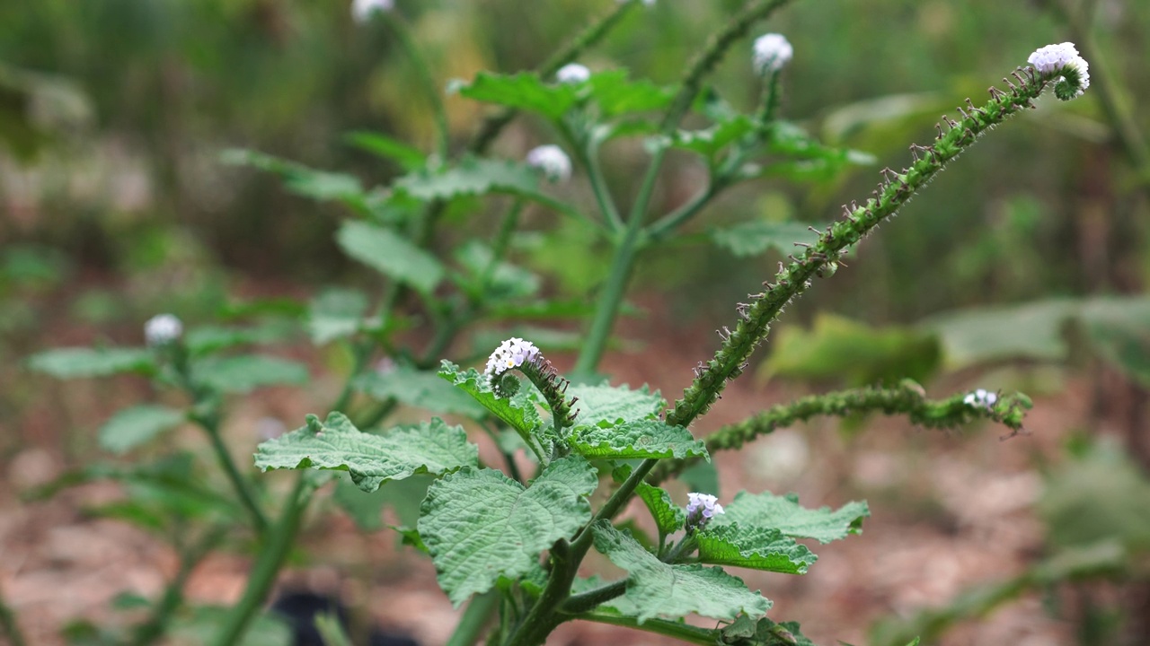 Heliotropium indicum视频素材