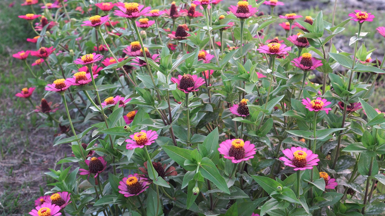 Zinnia线虫视频素材