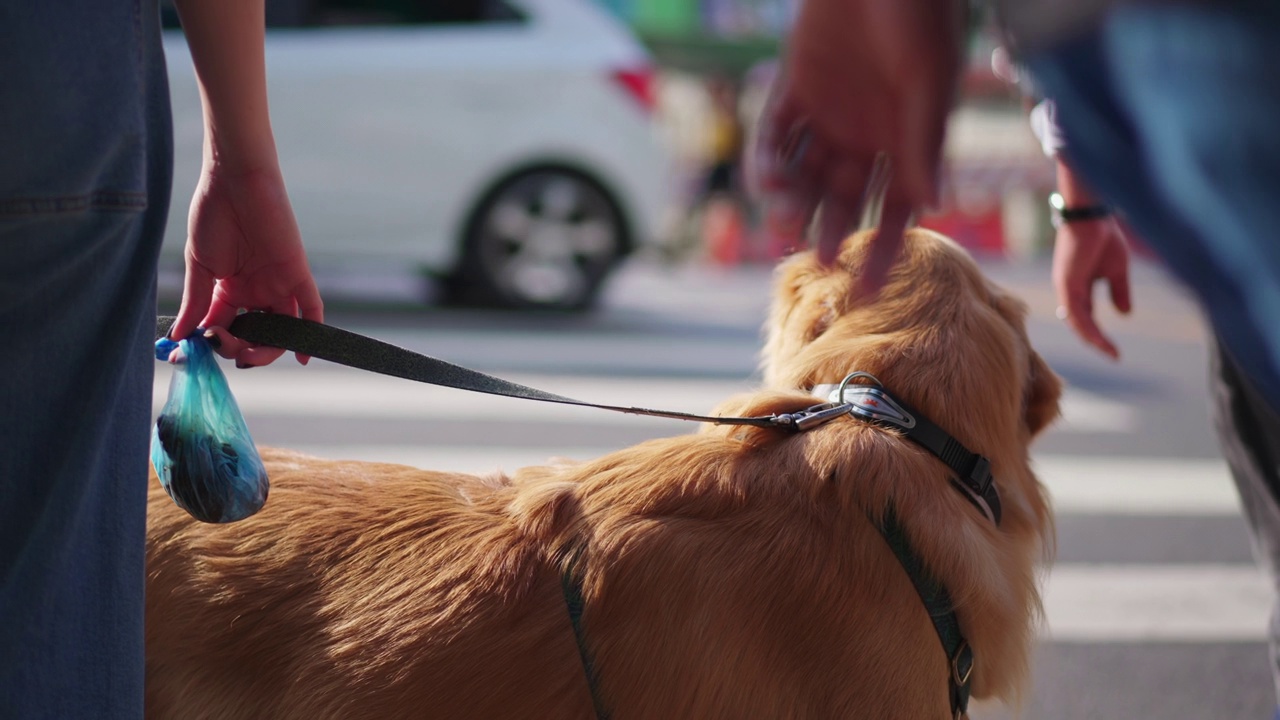 拴着皮带的狗站在人行横道旁等着过马路。金毛猎犬宠物在城市环境视频素材