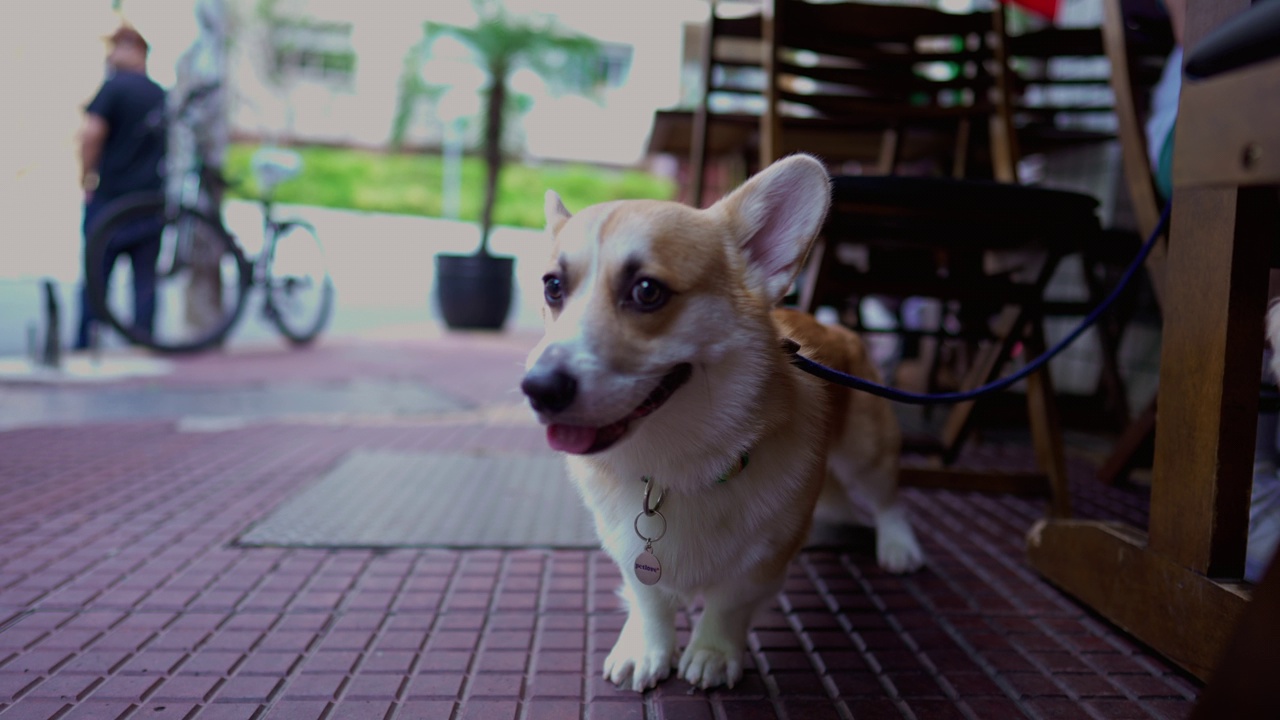 路边餐馆里拴着狗绳的小狗视频素材