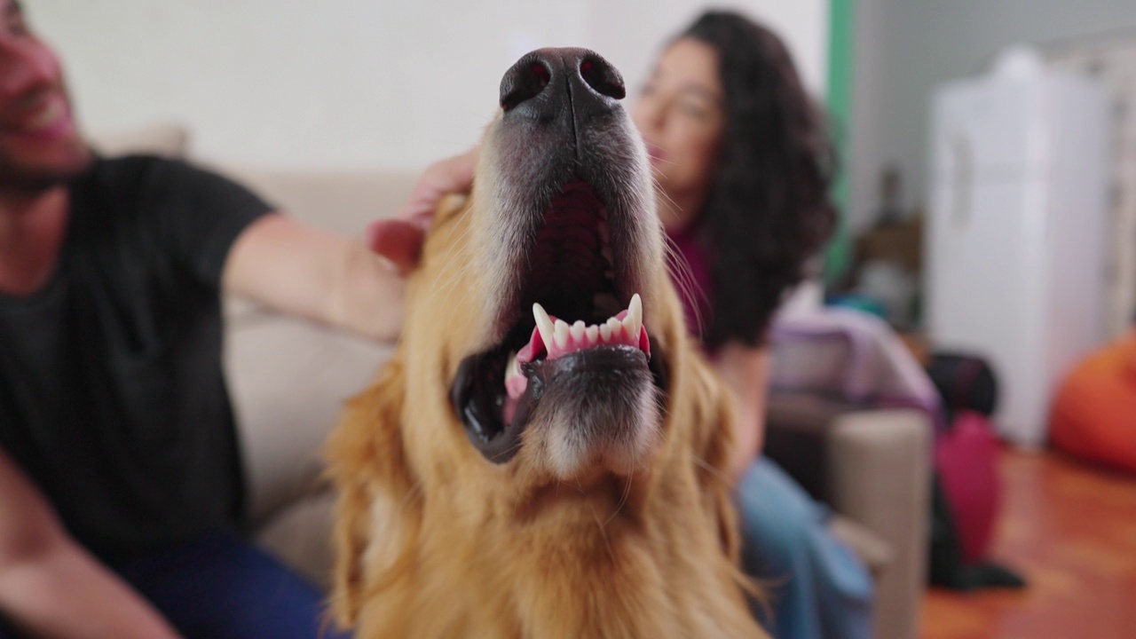 狗被深情的主人爱抚的特写。快乐的金毛猎犬宠物与夫妇视频素材