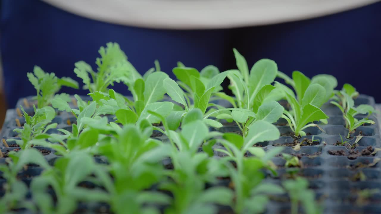 有机栽培农业中沙拉蔬菜苗木的种植视频素材