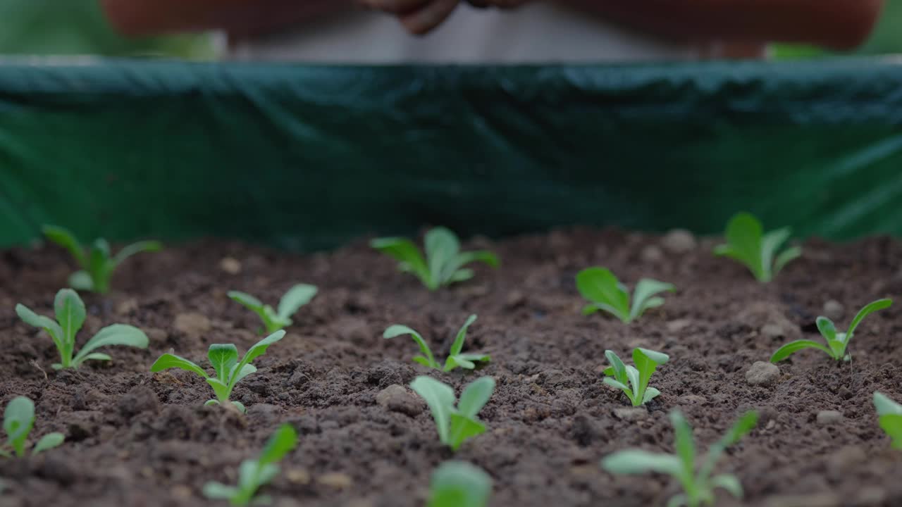 有机栽培农业中沙拉蔬菜苗木的种植视频素材