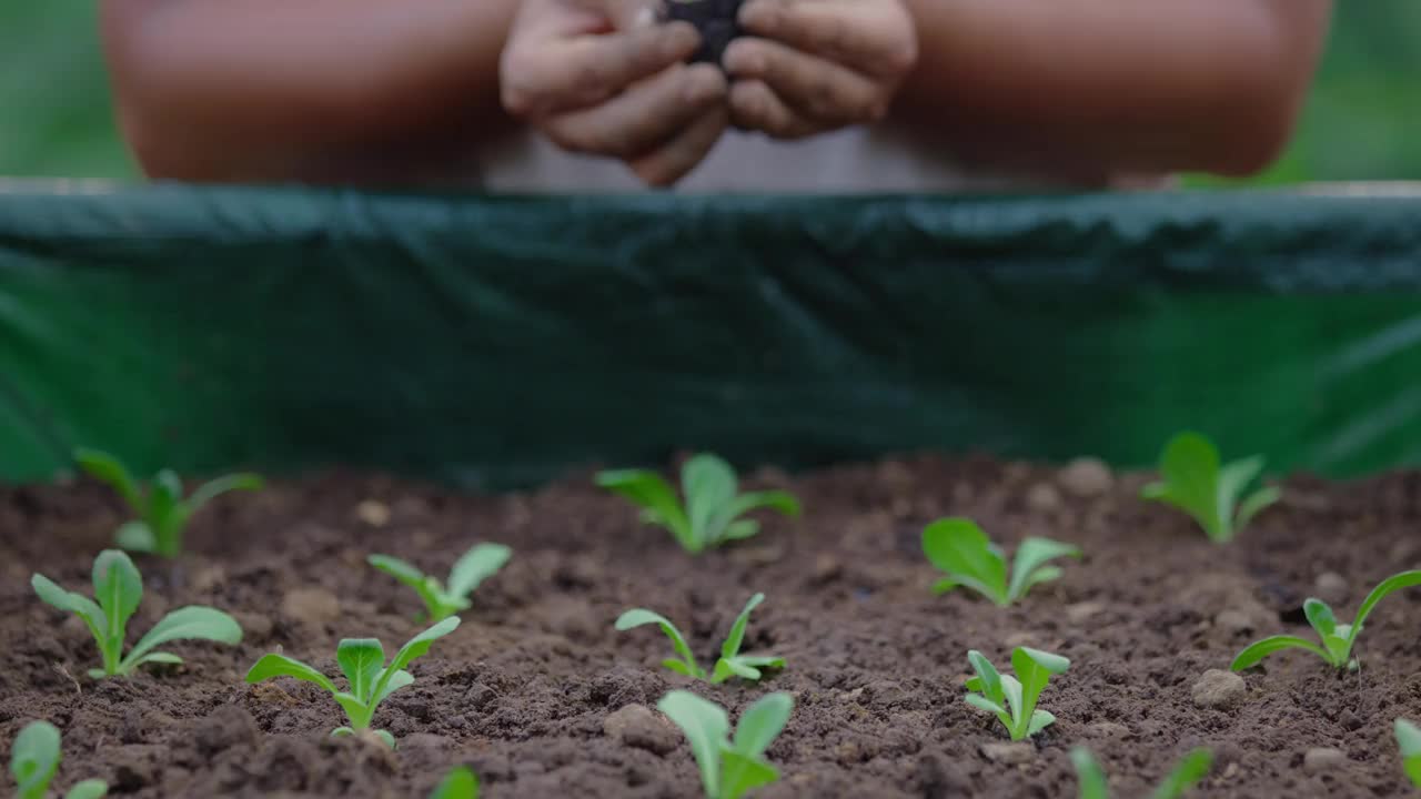 有机栽培农业中沙拉蔬菜苗木的种植视频素材