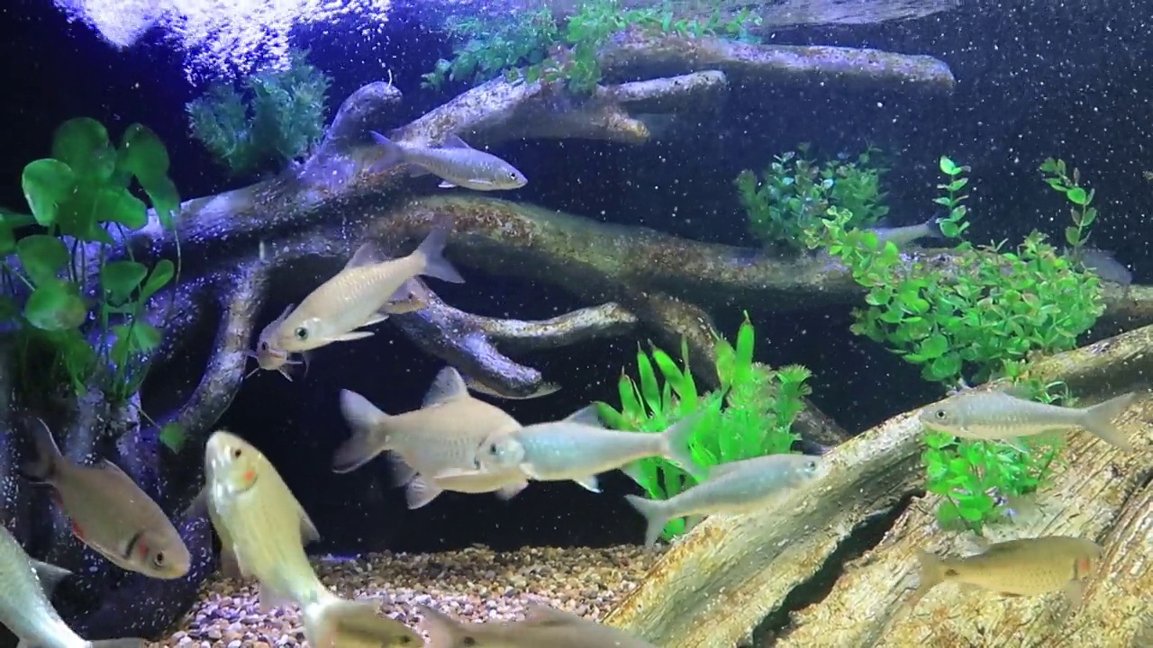 水族馆鱼缸里展示的海洋生物。视频素材