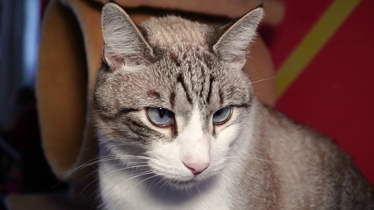 漂亮骄傲的蓝眼睛的猫享受着他的休息，虎斑尖的伟大，猫在睡梦中抽搐着他的耳朵视频素材