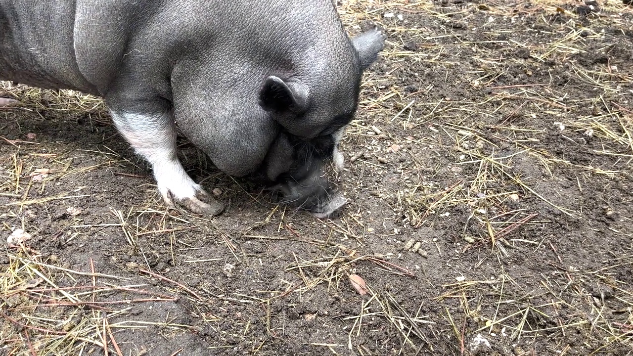 一只黑猪在农场的地上疯狂地寻找食物。视频素材