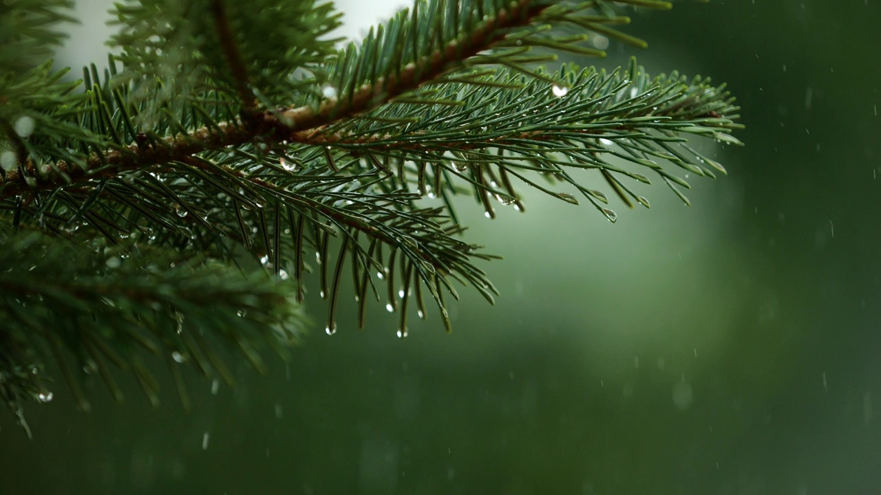 青松枝上的水滴。密林中的阵雨，降雨特写。针叶林的雨天。松叶上的慢动作雨滴。大雨落冷杉树枝。视频素材