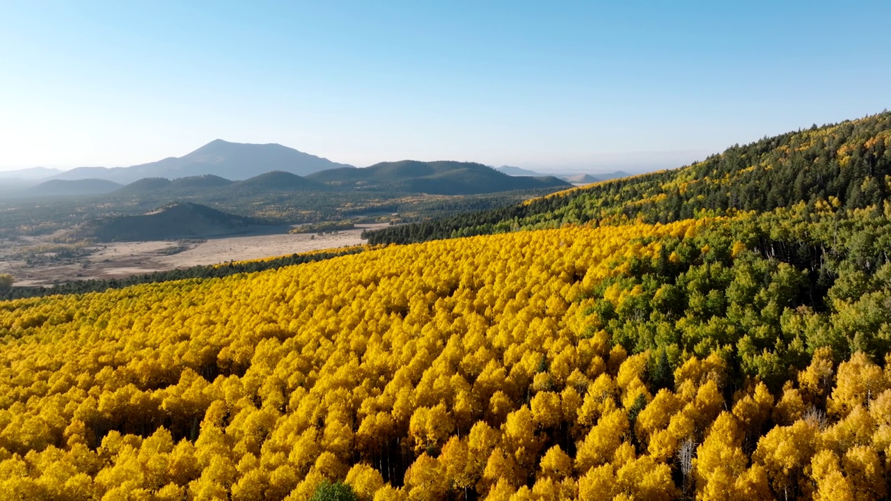 秋天亚利桑那州弗拉格斯塔夫黄杨森林的全景空中俯瞰视频素材