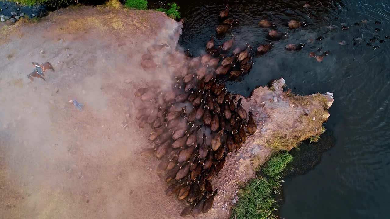 水牛排队等着去湖边视频素材