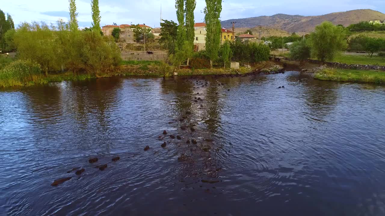 水牛排队等着去湖边视频素材