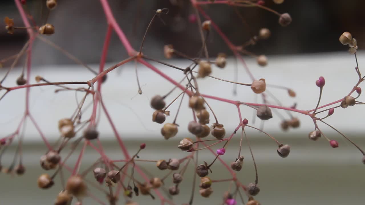 野生植物在风中飘扬视频素材