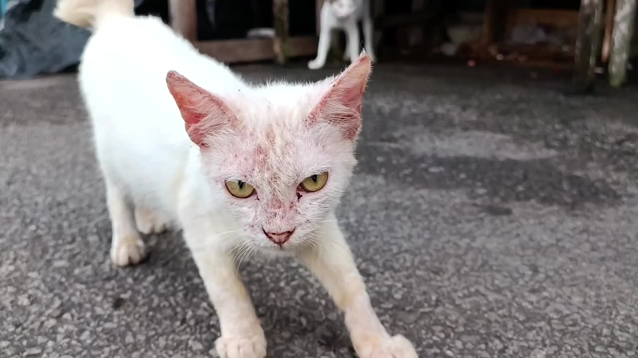 一只可怜的被遗弃的流浪猫，它的身体部分长满了癣，它肮脏的身体被遗弃在街上视频素材