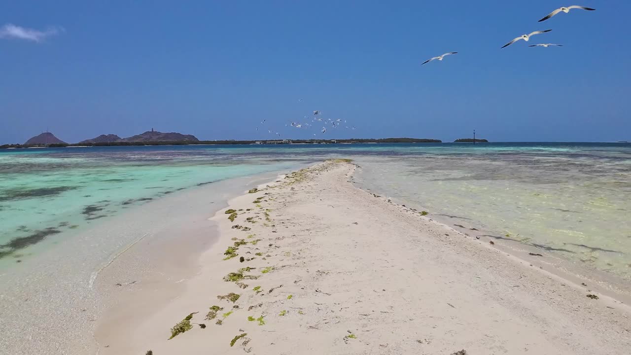 美丽的海鸥群在加勒比海滩上飞行，热带天堂洛斯罗克斯视频素材