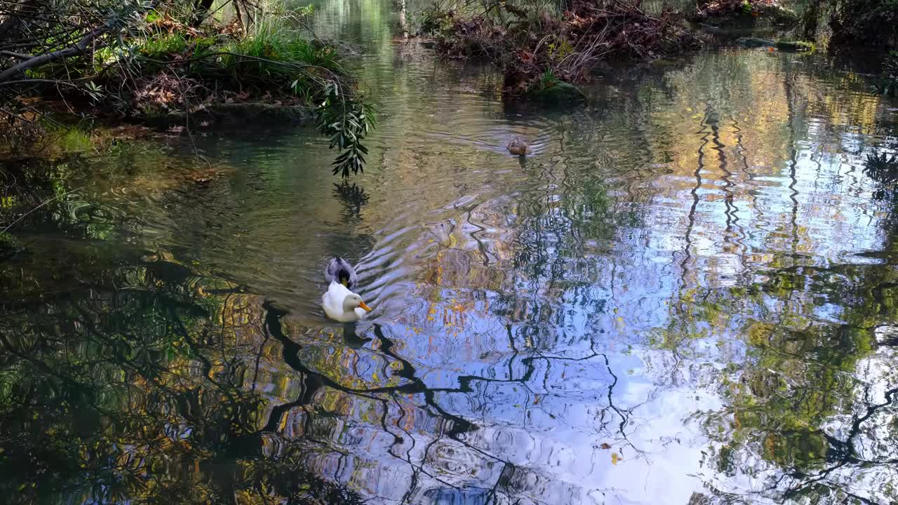 鸭子在湖里游泳。视频素材