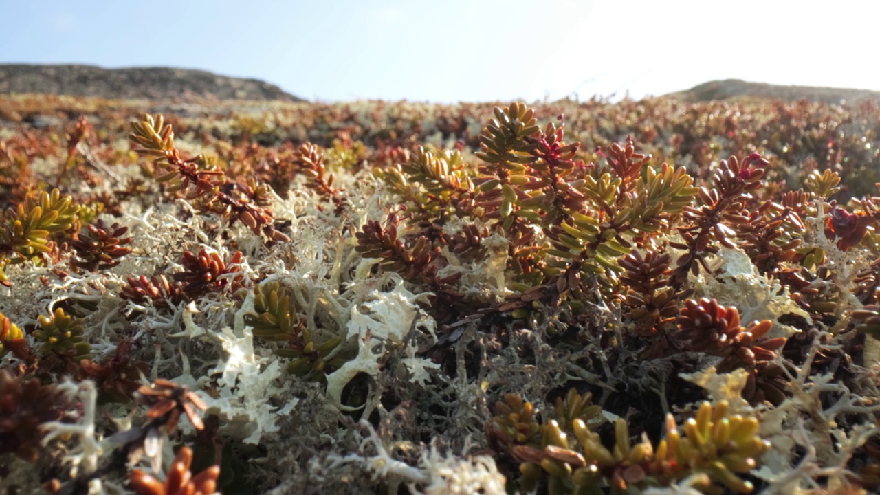 北极苔原地衣苔藓特写。主要发现在北极苔原，高山苔原地区，它是非常耐寒的。毛地衣，又称驯鹿杯地衣。视频素材