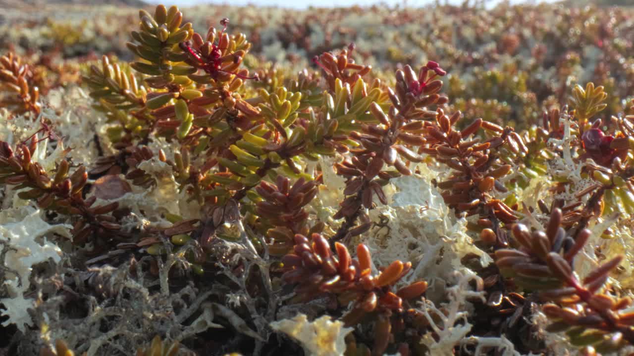 北极苔原地衣苔藓特写。主要发现在北极苔原，高山苔原地区，它是非常耐寒的。毛地衣，又称驯鹿杯地衣。视频素材