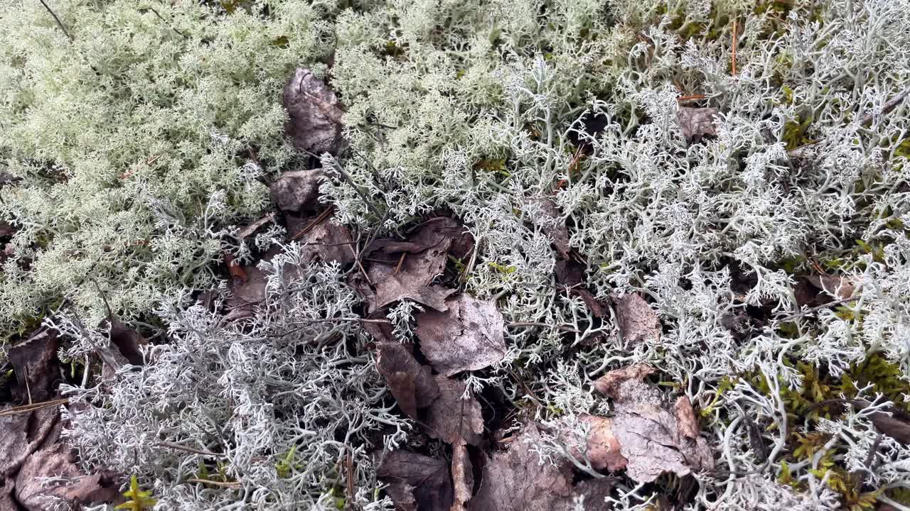 白苔藓，针叶林，俯视图。驯鹿地衣。高山苔原纹理视频素材