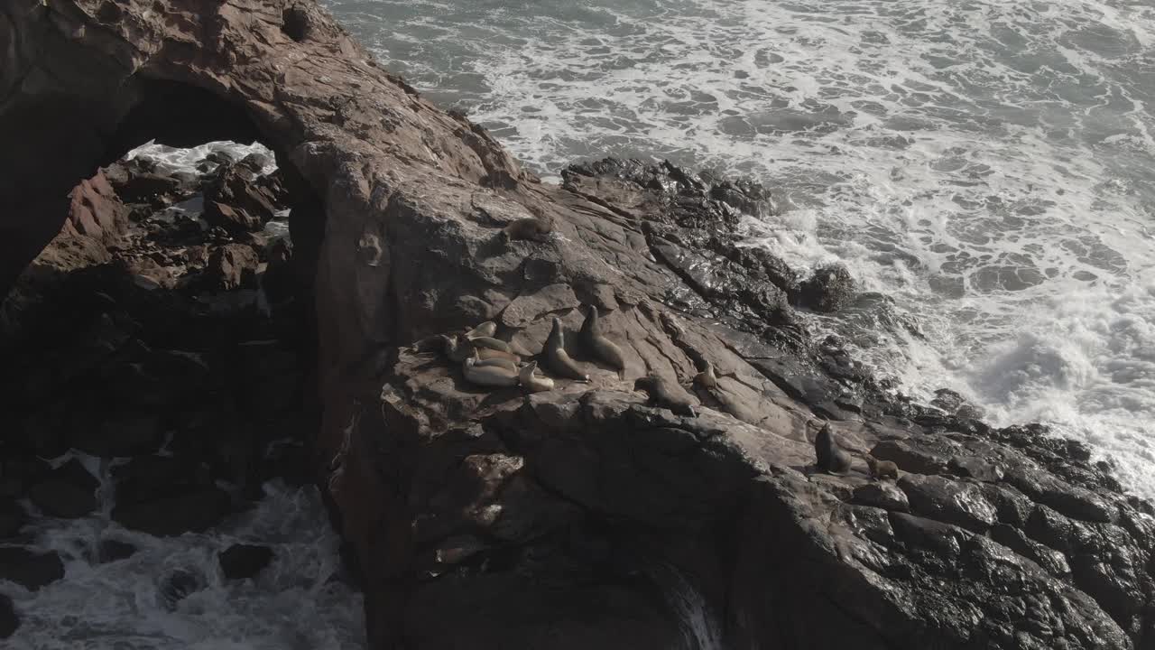 海狮在太平洋海岸下哈半岛的石拱上的鸟瞰图视频素材