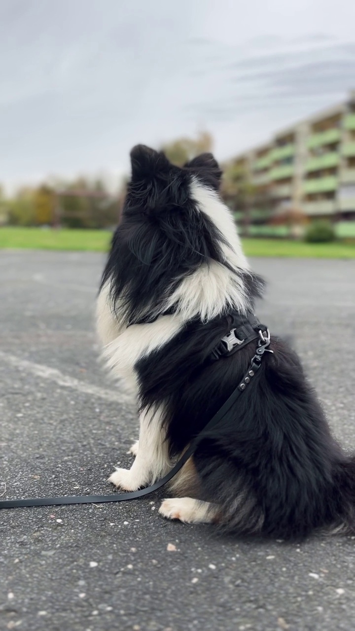 雪蒂牧羊犬，强风视频素材