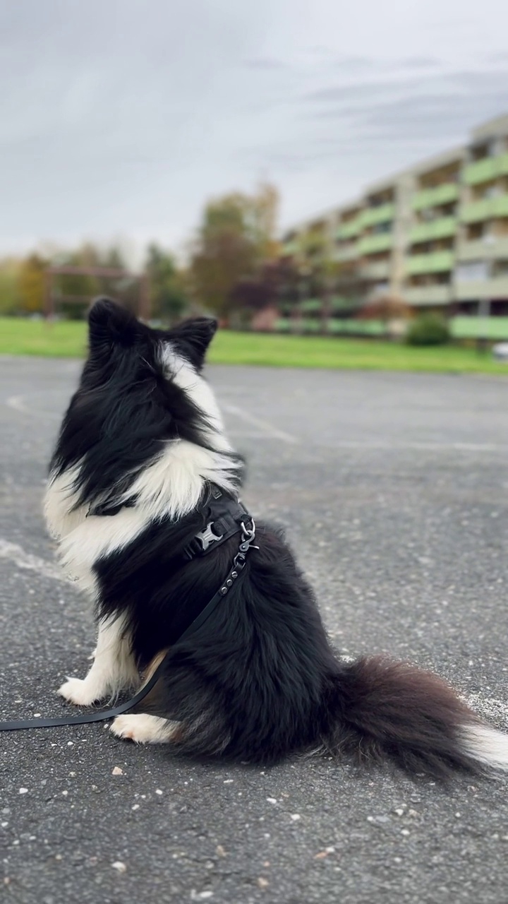 雪蒂牧羊犬，强风视频素材