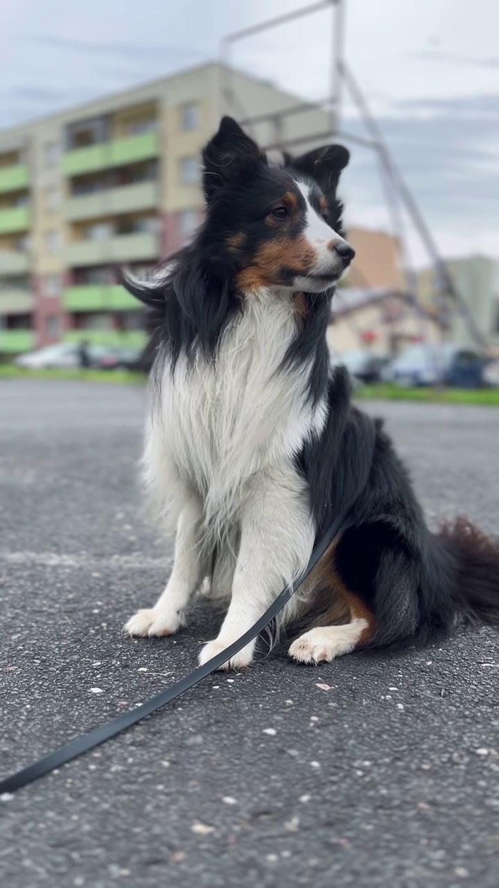 雪蒂牧羊犬，强风视频素材