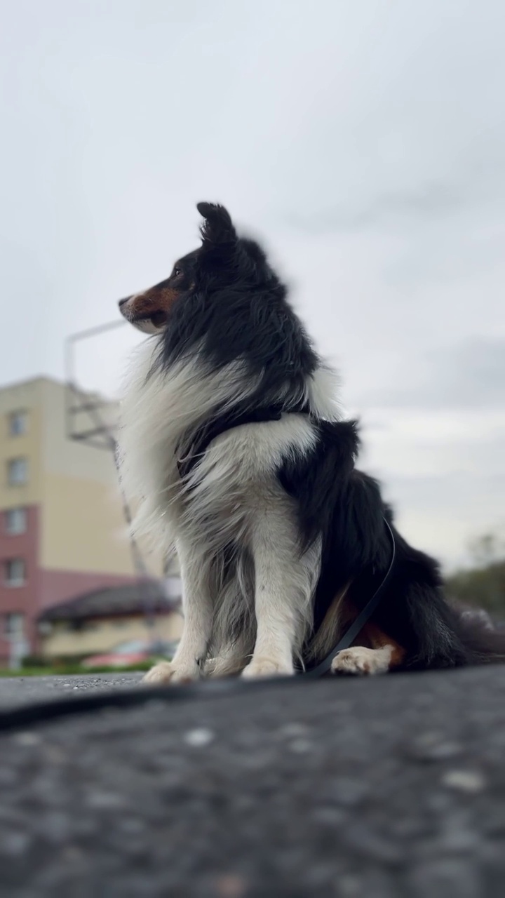 雪蒂牧羊犬，强风视频素材