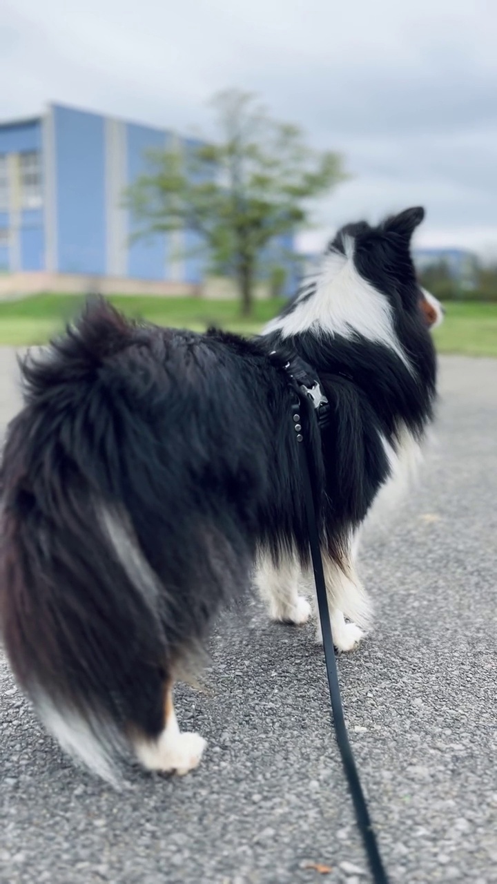 雪蒂牧羊犬，强风视频素材