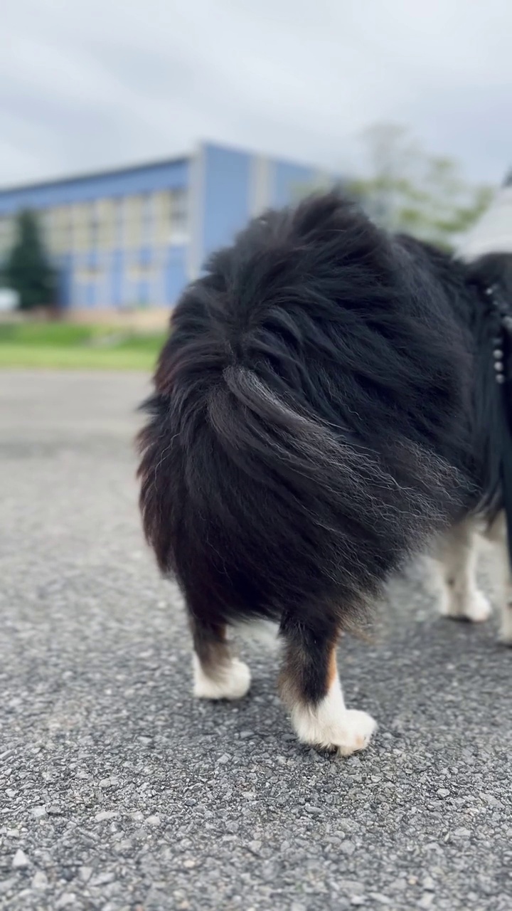 雪蒂牧羊犬，强风视频素材