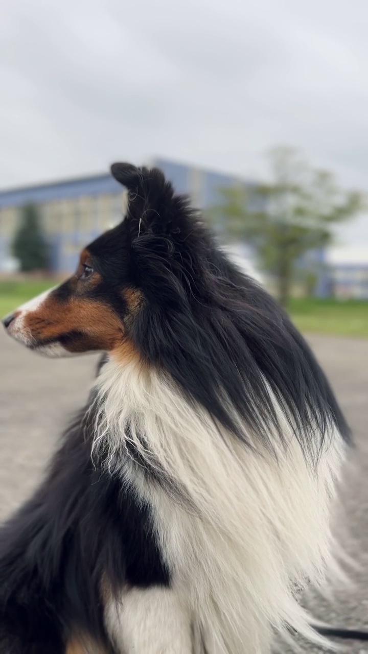 雪蒂牧羊犬，强风视频素材