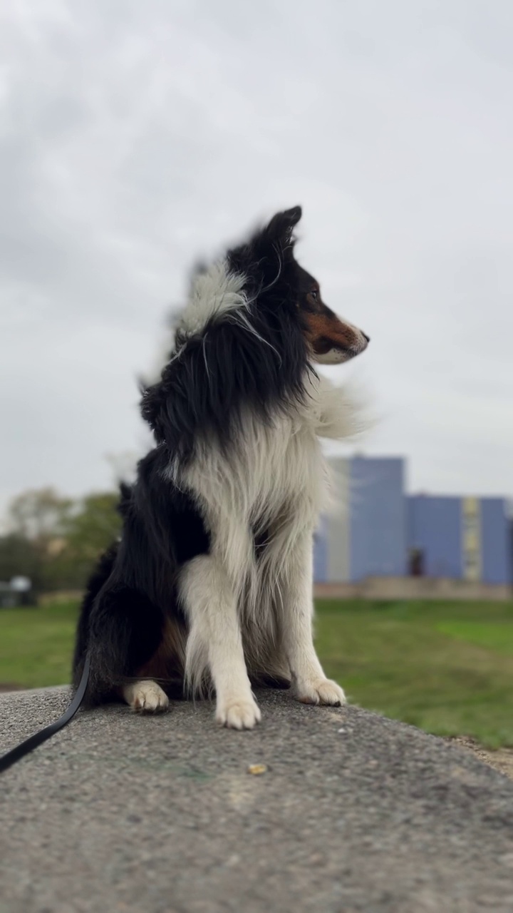 雪蒂牧羊犬，强风视频素材