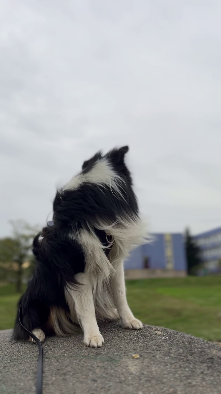 雪蒂牧羊犬，强风视频素材