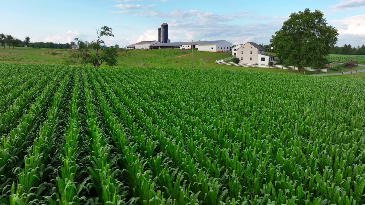 美国农村农场的玉米地。夏季航拍农田，背景是宅基地。筒仓、谷仓和房子。视频素材