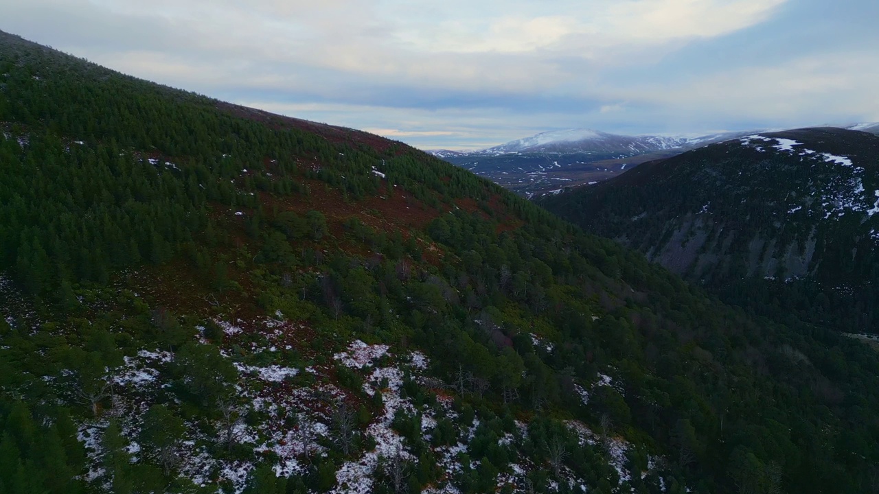 飞过多山的松林，飞向地平线上白雪覆盖的山峰视频素材