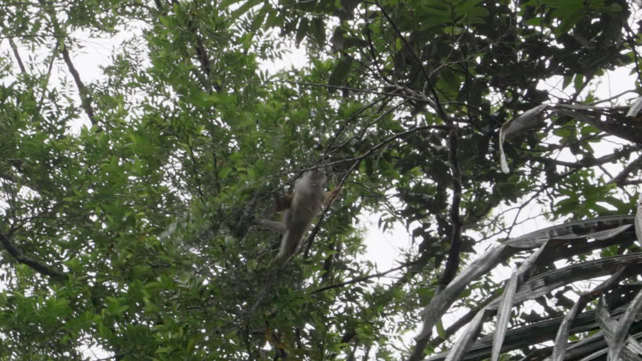 在厄瓜多尔亚马逊地区的Cuyabeno野生动物保护区，可爱的小松鼠猴穿过热带雨林的树冠。视频素材