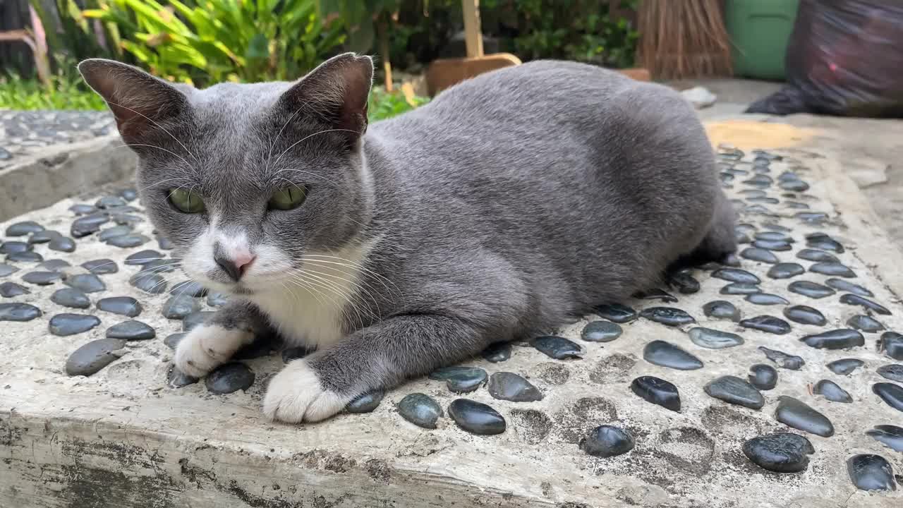 家猫视频素材