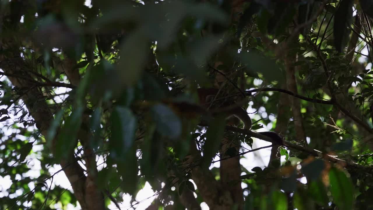 在厄瓜多尔亚马逊地区的Cuyabeno野生动物保护区，可爱的小松鼠猴穿过热带雨林的树冠。视频素材