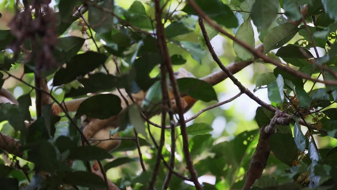 在厄瓜多尔亚马逊地区的Cuyabeno野生动物保护区，可爱的小松鼠猴穿过热带雨林的树冠。视频素材