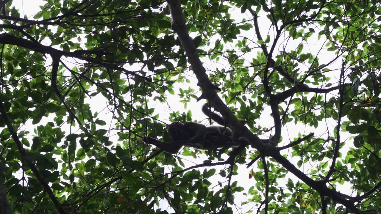 在厄瓜多尔亚马逊地区的Cuyabeno野生动物保护区，棕色毛猴，普通的或洪堡毛猴，Lagothrix lagothricha，在热带雨林的树冠上跳跃视频素材