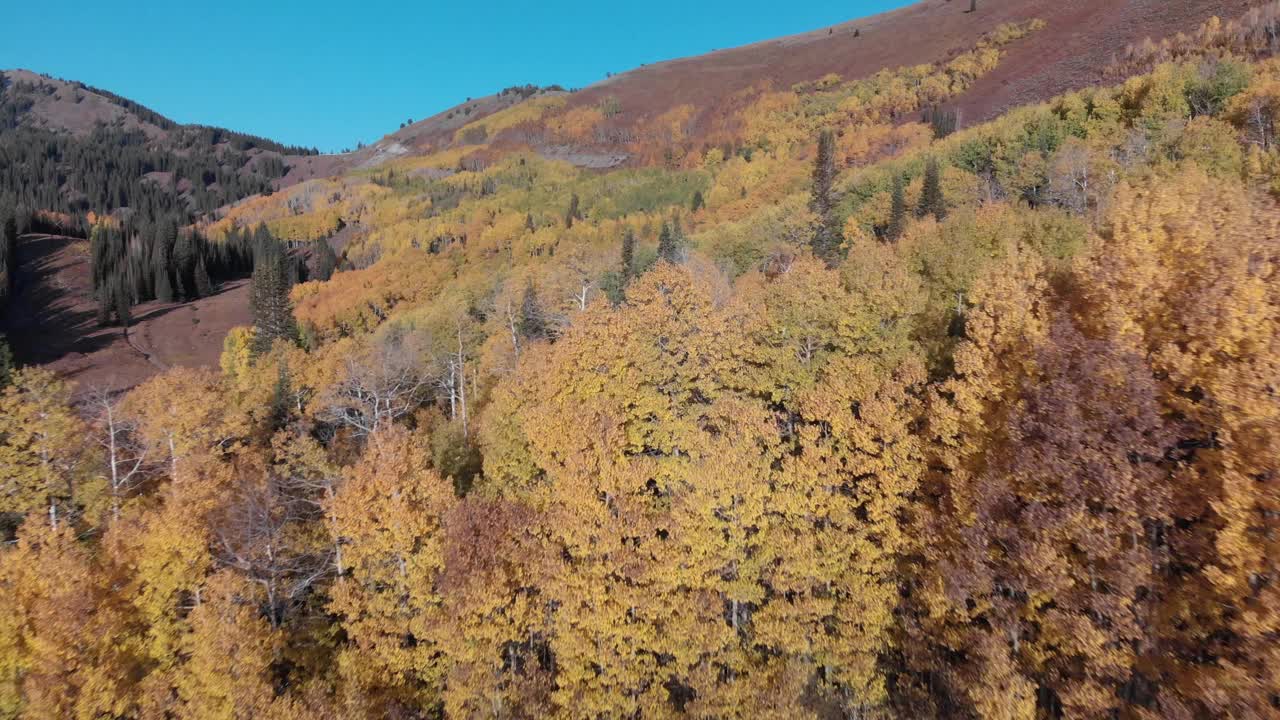 快速空中飞越金色秋天的树木在犹他州的卫兵通道，美国。视频素材