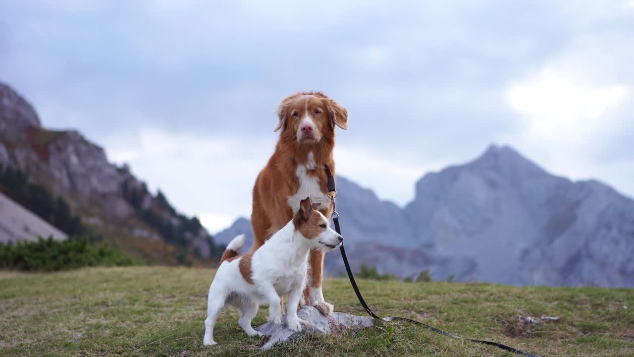 两只狗在大自然。新斯科舍省鸭鸣猎犬和杰克罗素梗等待冒险在山路上视频素材